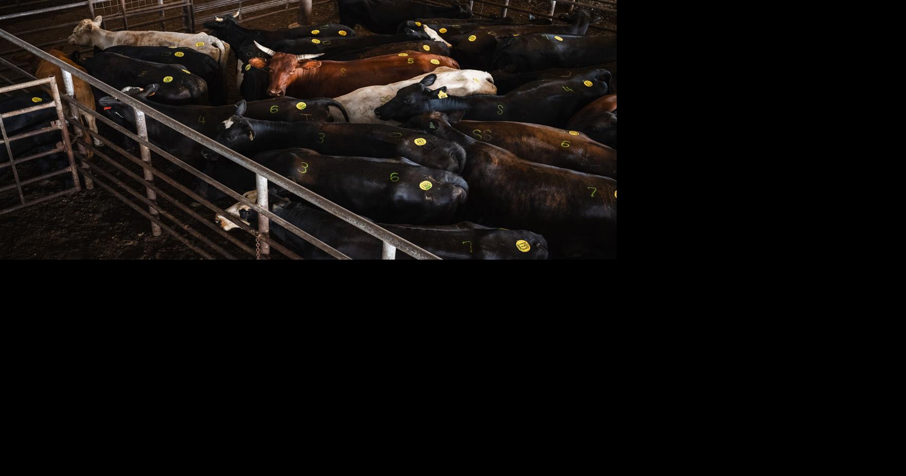 Cattle associations say ICE operations will cause higher beef prices