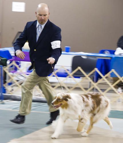Australian shepherds shine in Bryan show