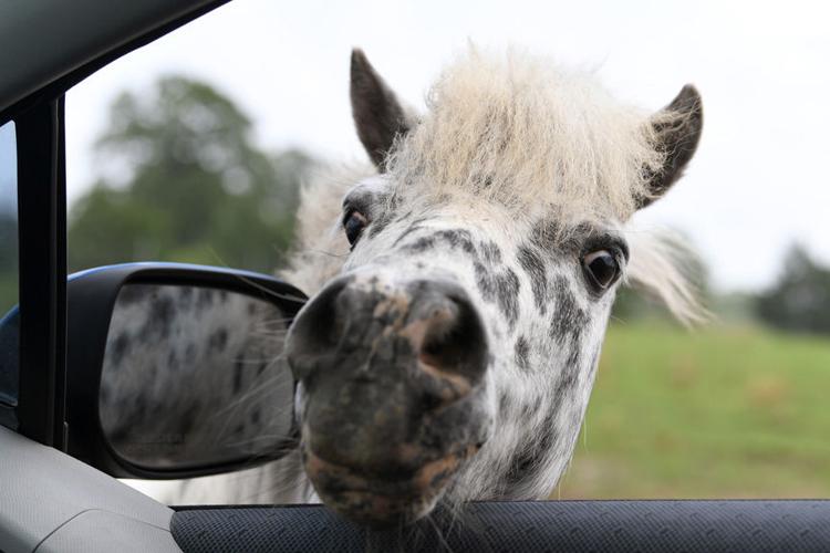 Aggieland Wild Animal Safari Updates