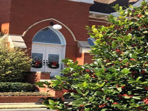Texas Gardening Nellie R Stevens Holly Should Serve Privacy Needs Brazos Life Theeagle Com