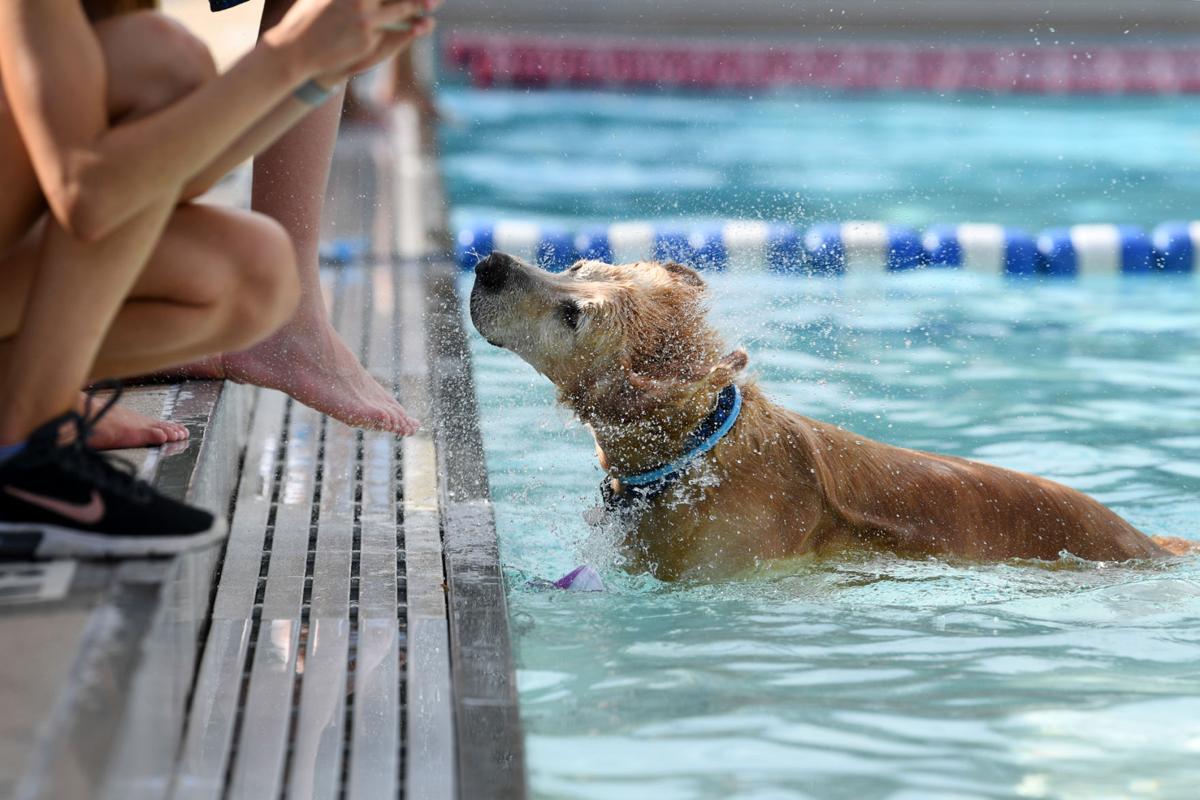 Photos 2018 Doggie Day at the Pool Gallery