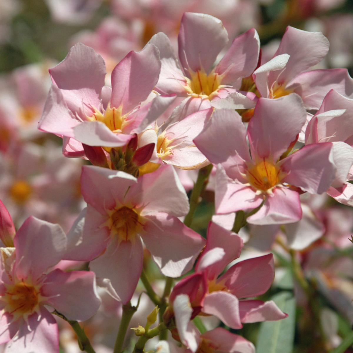 Texas Gardening There Are Several Different Times When It S Ok To Trim Hydrangea Heads Local News Theeagle Com