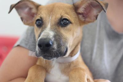 Pet of the Week: Olive