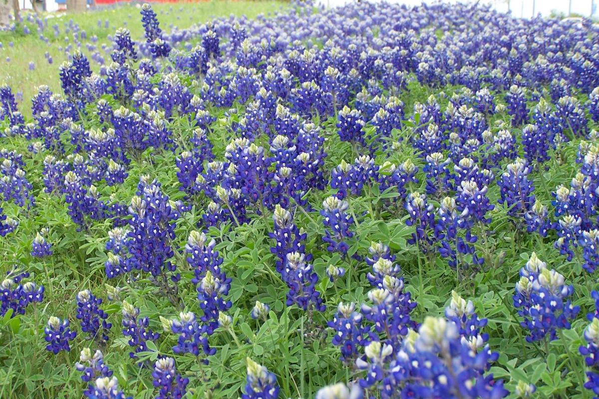 Garden Sense Autumn Is Prime Time For Planting In Central Texas