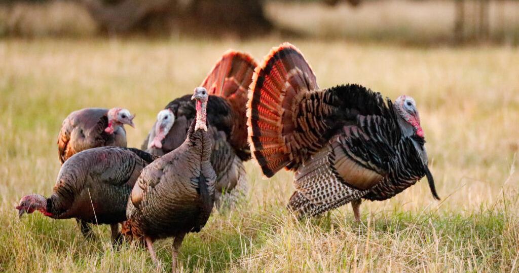 Wild turkeys are strutting into spring - Vimarsana News