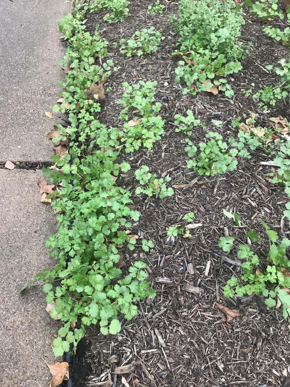 Kate Kelly Two Fine Herbs For The Winter Garden Brazos Life