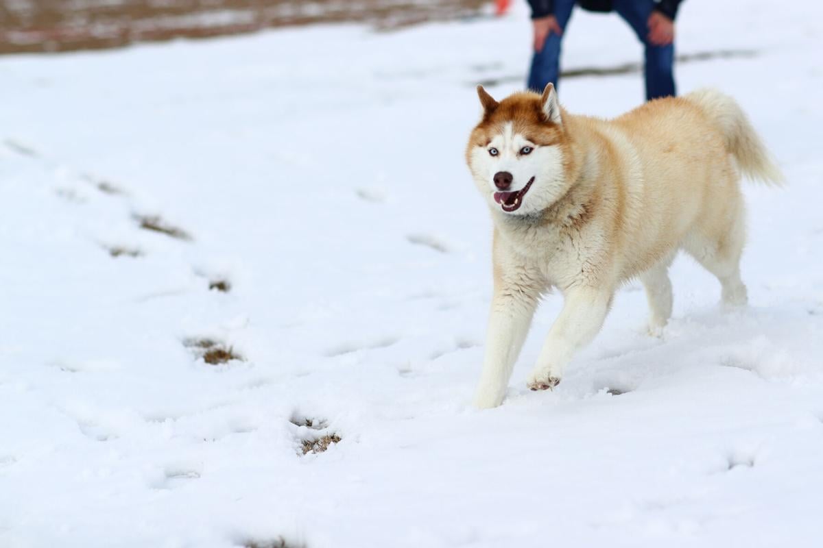 Bryan College Station All A Honor Roll Jan 14 2021 Latest Headlines Theeagle Com