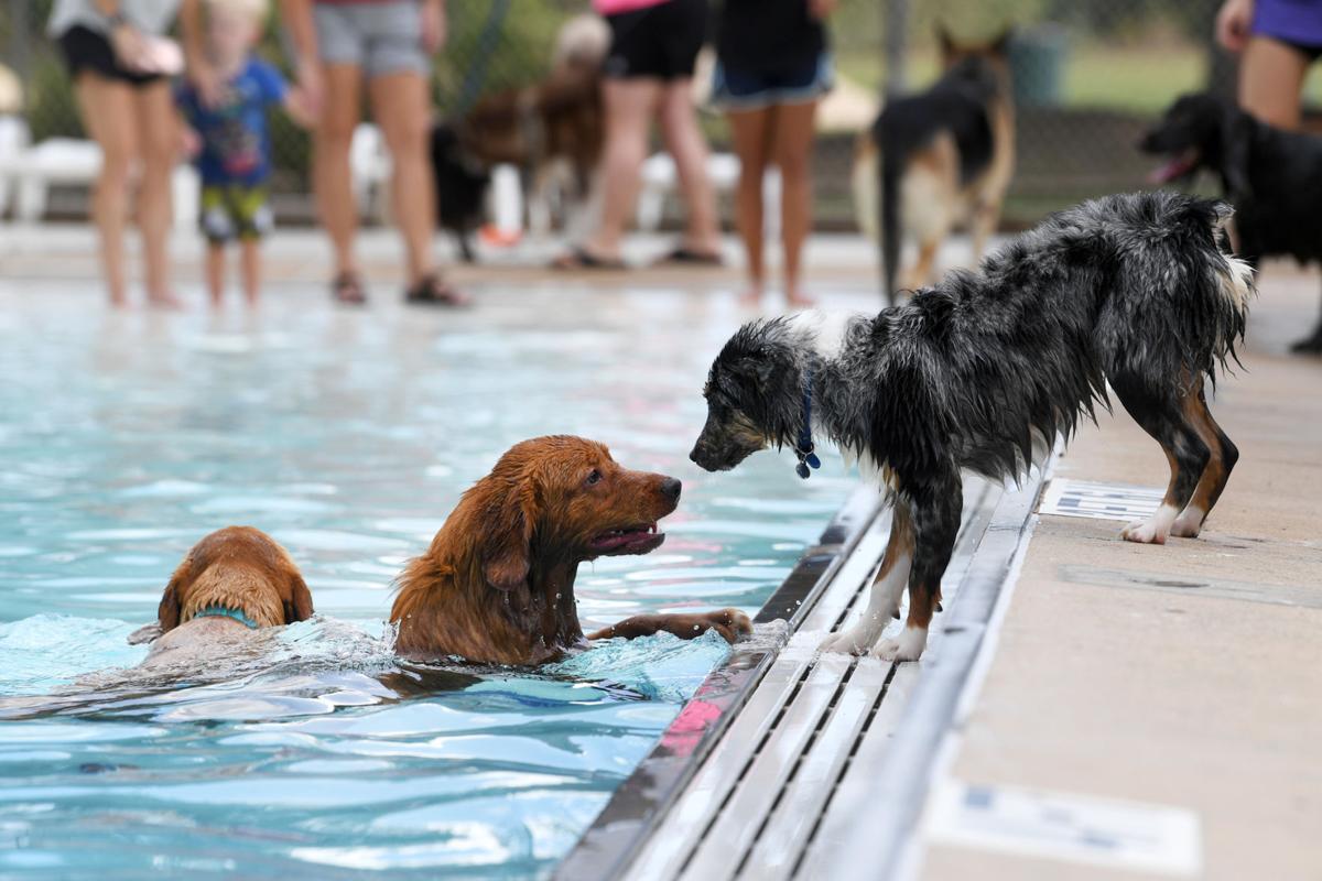 Photos 2018 Doggie Day at the Pool Gallery