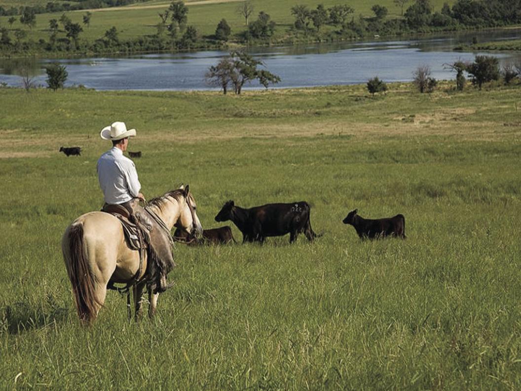 So Many Choices Small Grain Options For Winter Pasture Land