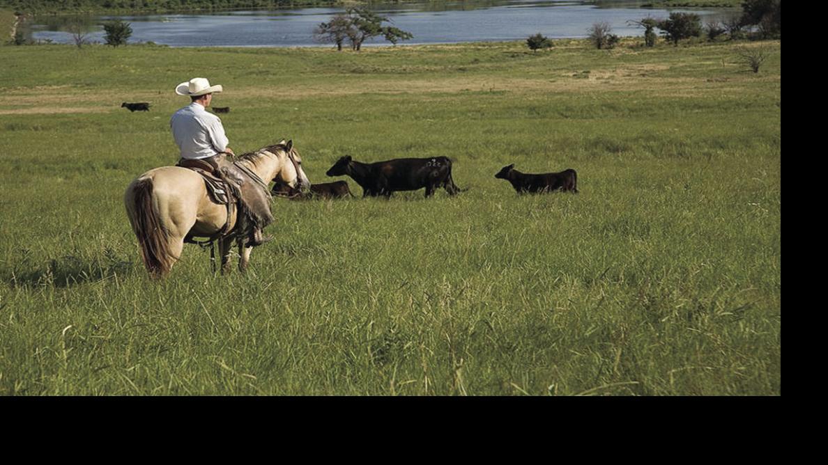 So Many Choices Small Grain Options For Winter Pasture Land Livestock Post Theeagle Com