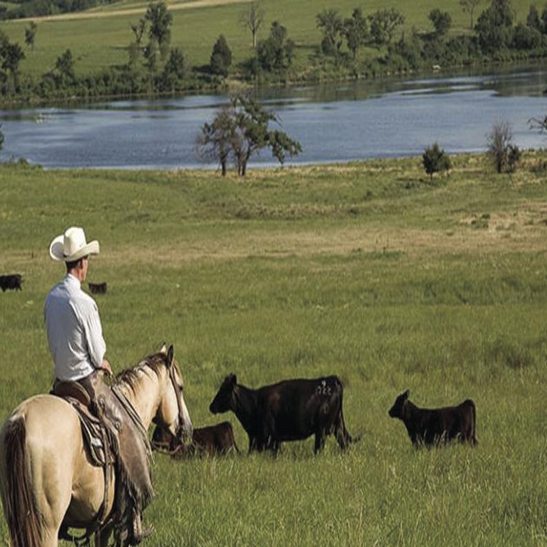 So Many Choices Small Grain Options For Winter Pasture Land Livestock Post Theeagle Com