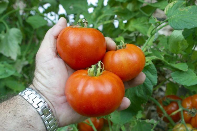 SKIP RICHTER: Sage guidance for gardening results | Brazos Everyday living 2 Tomatoes