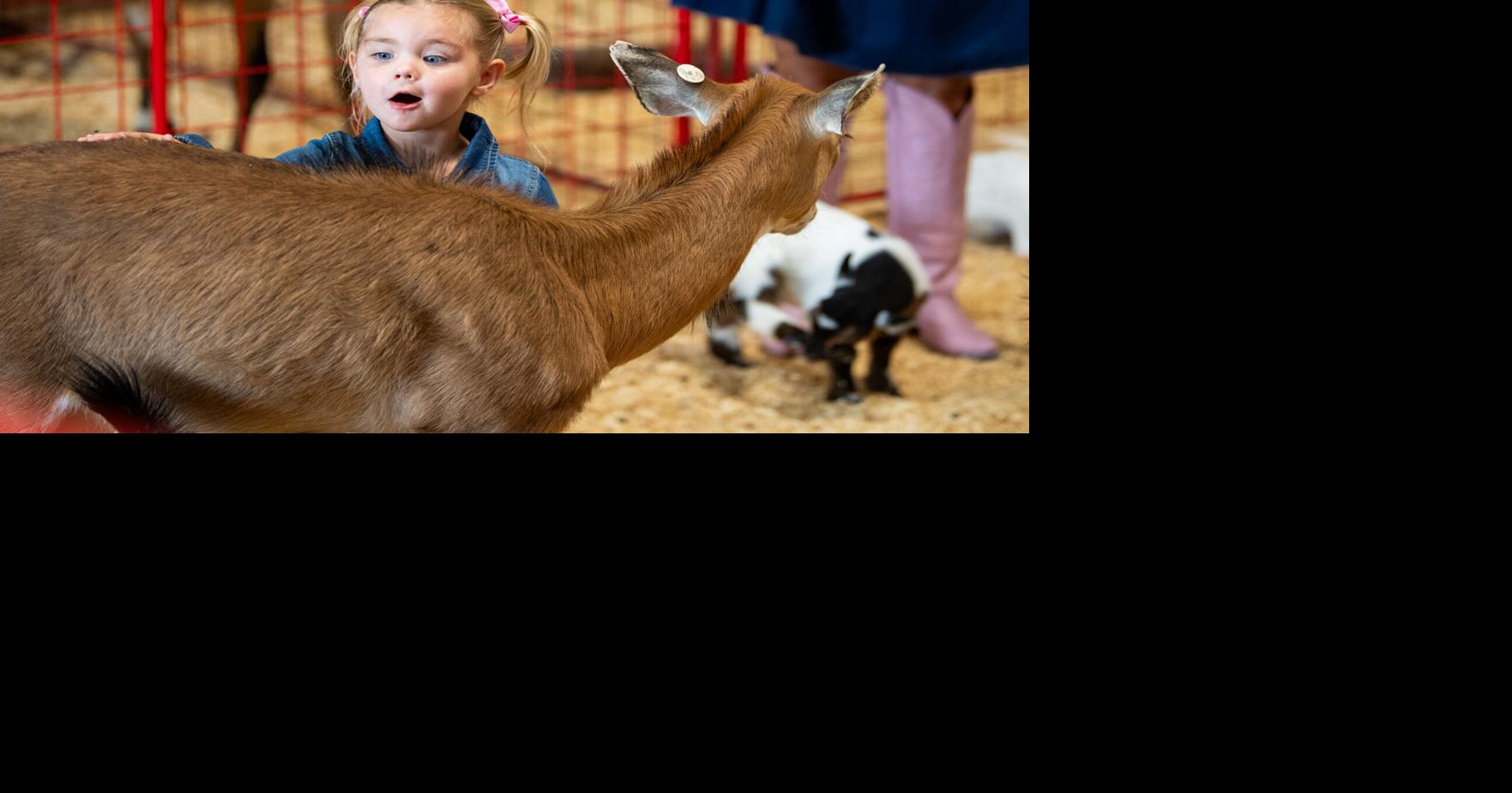 Brazos Valley Fair & Rodeo hosts a weekend full of fun