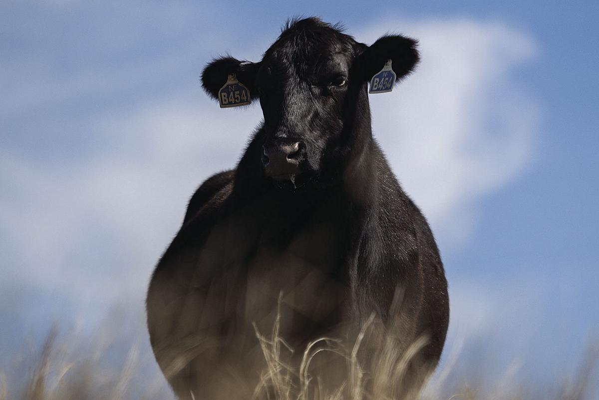 You Can Retain Feed And Rebreed Open Cows Profitably Sometimes Land Livestock Post Theeagle Com