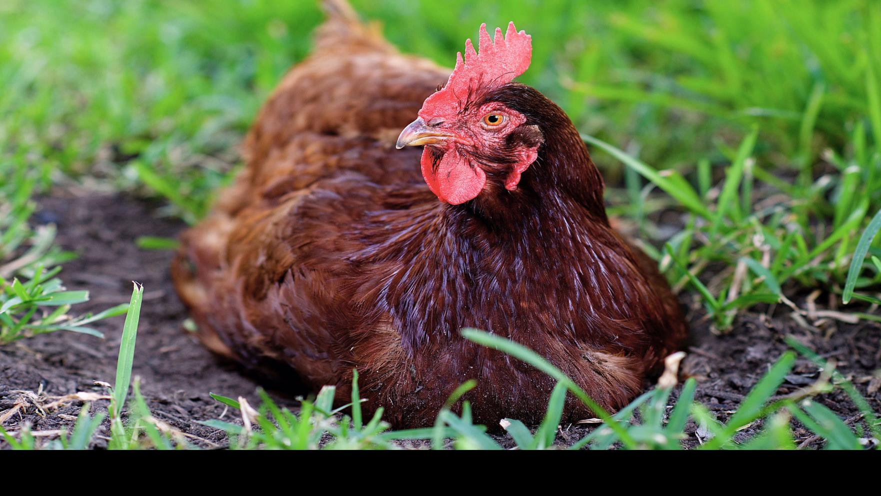 A Family Chicken Worthy Of An Obituary Local News Theeagle Com