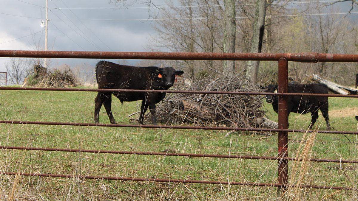 Fence building
