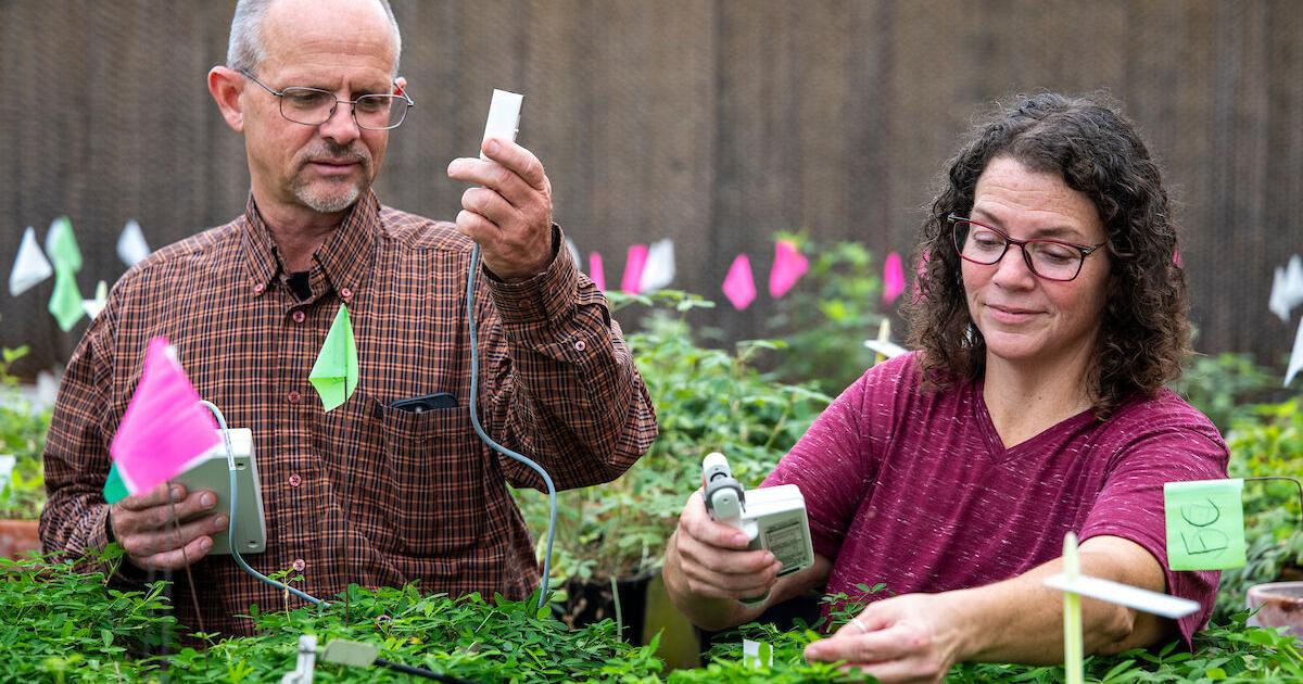 How Texas A&M researchers are perfecting the peanut