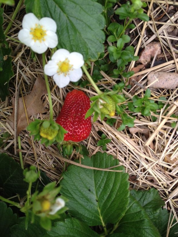 strawberry tevas