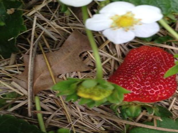 Strawberries Easy To Grow In The Fall Agriculture Theeagle Com