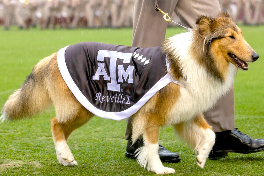 Reveille X officially debuts as Texas A&M's new mascot at Final Review