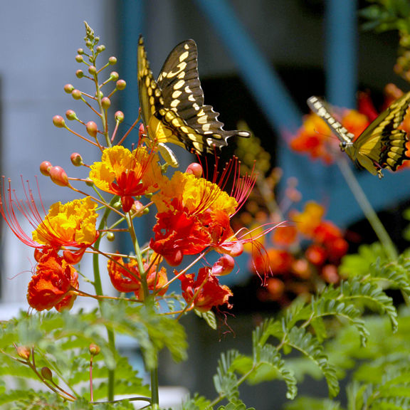 TEXAS GARDENING Butterfly attractors abound in Texas Local News