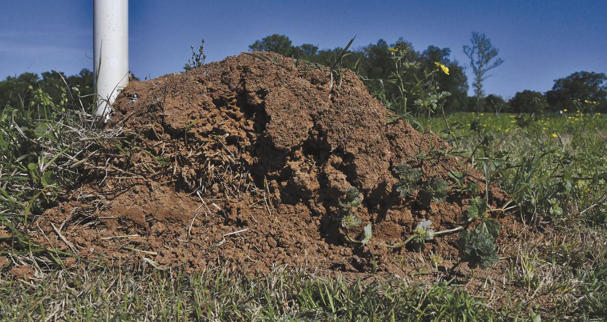 Now Is The Time To Deal With Fire Ants Land Livestock Post