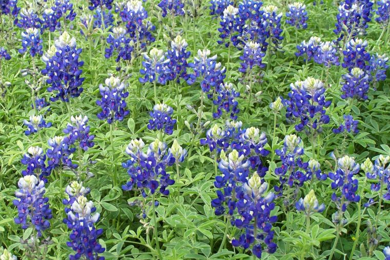 Get ready to plant those Gardening