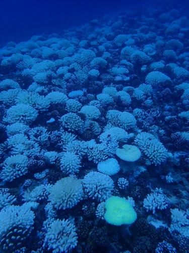 The deadly heat waves evolving coral reefs