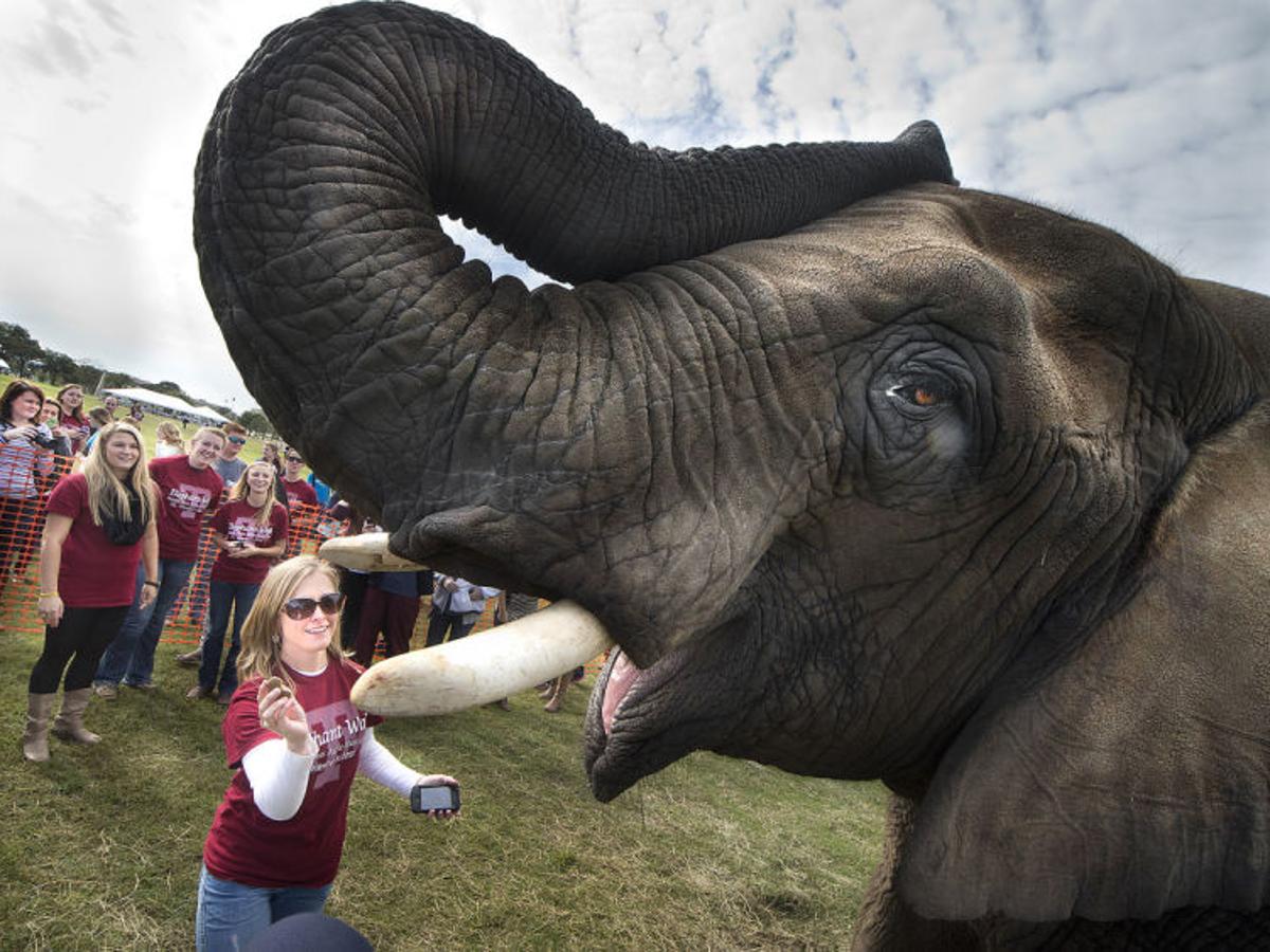 Peta Asks Texas A M To Stop Using Elephants During Elephant Walk Texas A M Theeagle Com