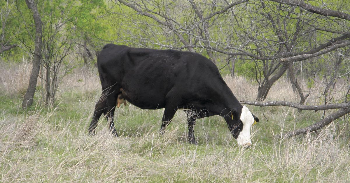 Making the cut: Reasons for culling cattle