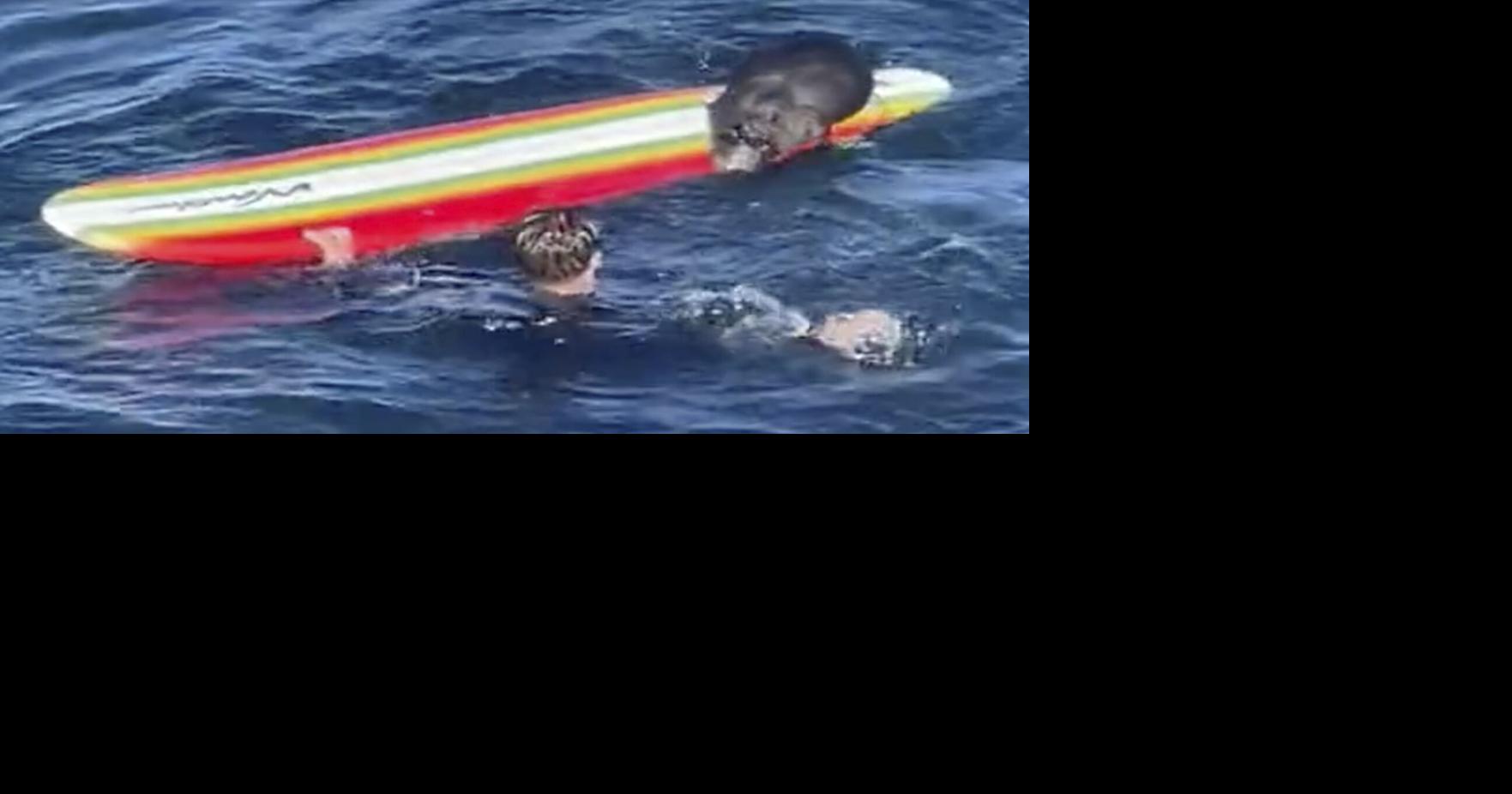 Sea otter harassing surfers off California coast goes viral