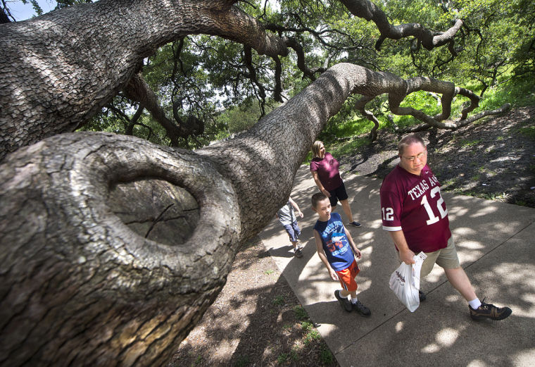 Century Tree scholarship funded by sale of saplings
