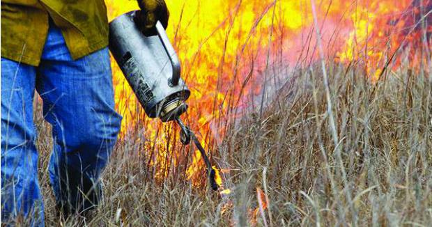 Drip torches facilitate effective prescribed burns