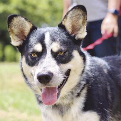 Pet of the Week: Cash the Cattle Dog