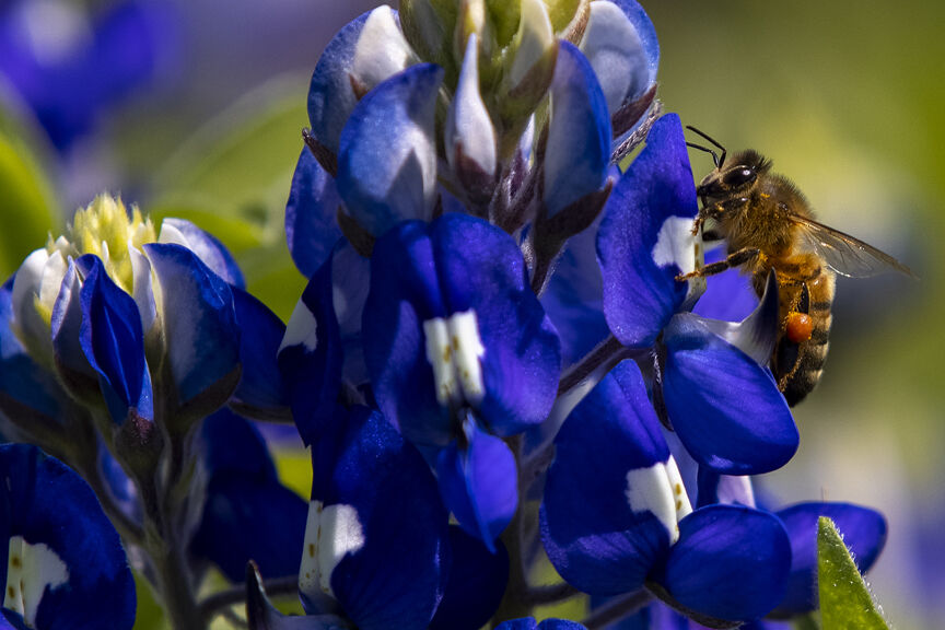 Bluebonnets