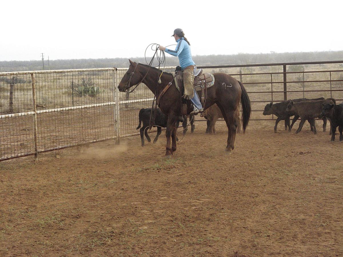 Horse play Horse maintenance on a budget Land & Livestock Post