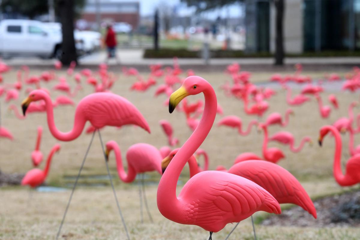 Pink flamingos