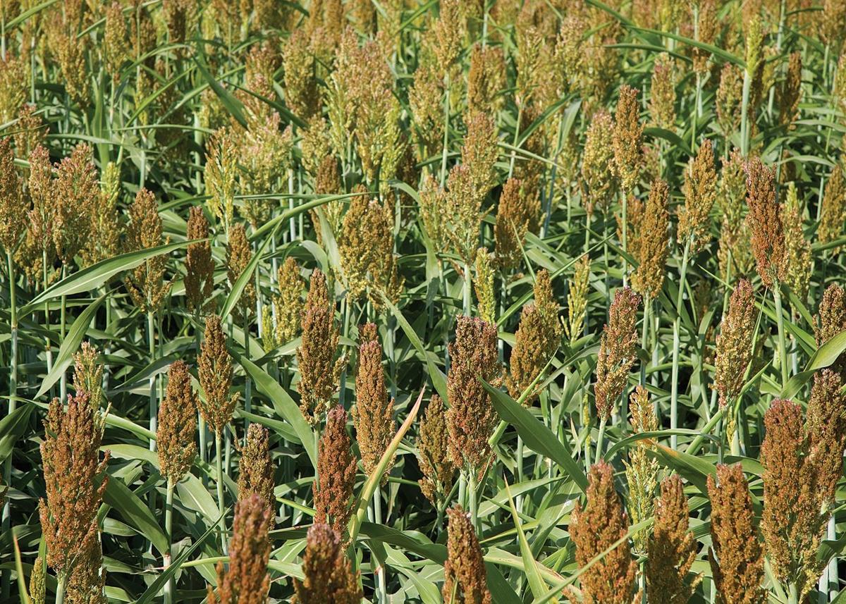 Grazin In The Grass Forage Options For The Blackland Prairies