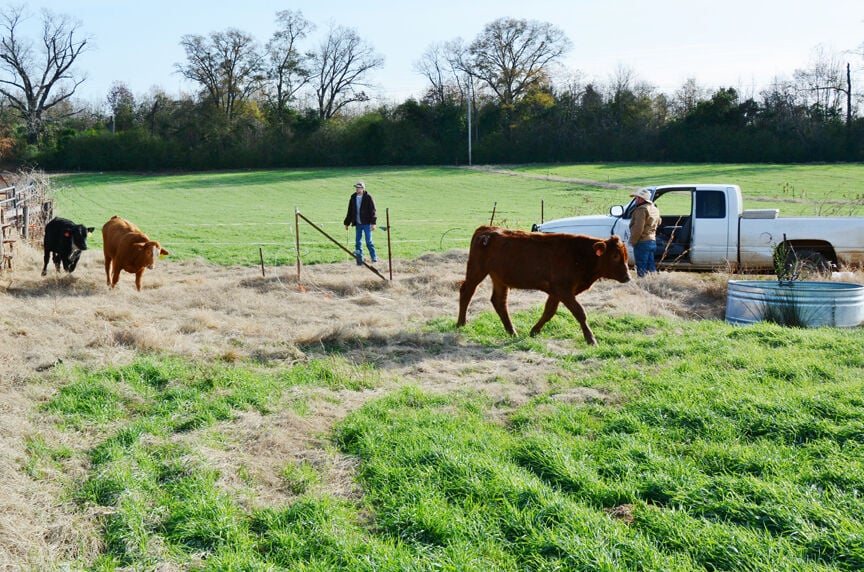 Forage input costs