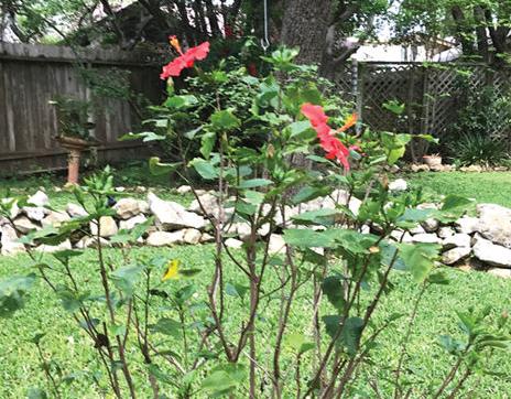 Texas Gardening An Unusual Spring Has Limited Dogwood Trees