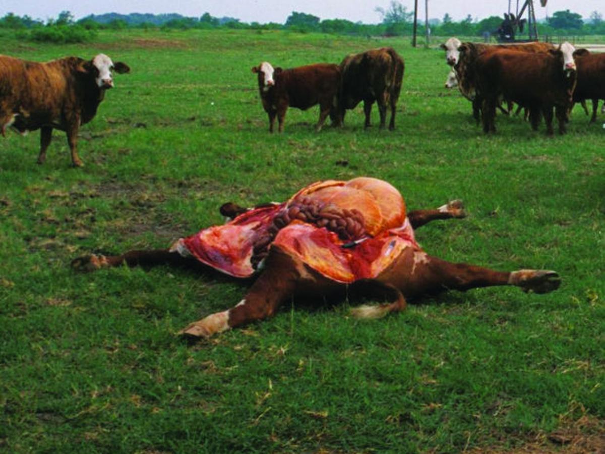 Ask The Vet Recent Rains Bring A Greater Threat Of Disease Ask The Vet Theeagle Com Ask The Vet Recent Rains Bring A Greater Threat Of Disease Ask The Vet Theeagle Com