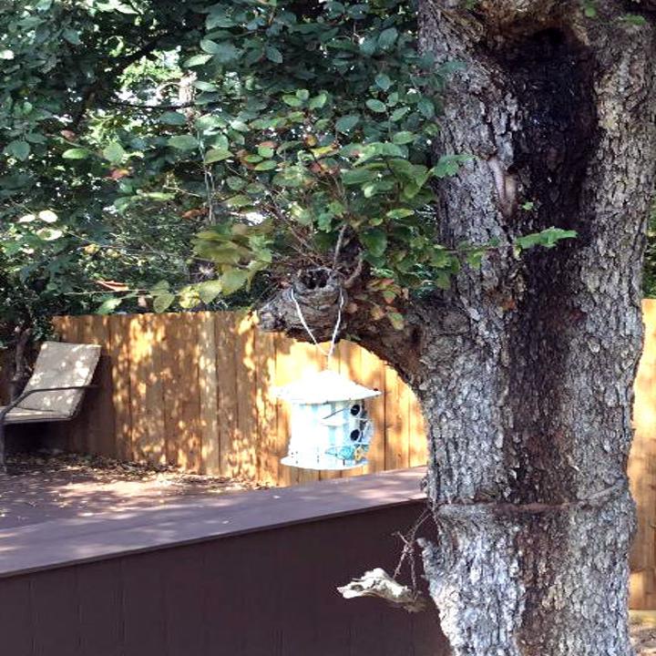 Texas Gardening It S Better To Let A Crape Myrtle Deal With Its Seeds Naturally Local News Theeagle Com