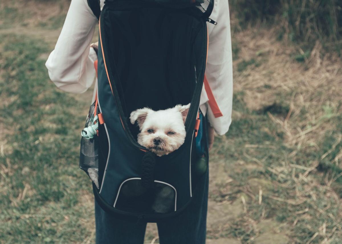 Most Pet Friendly Cities In America Lifestyles Theeagle Com