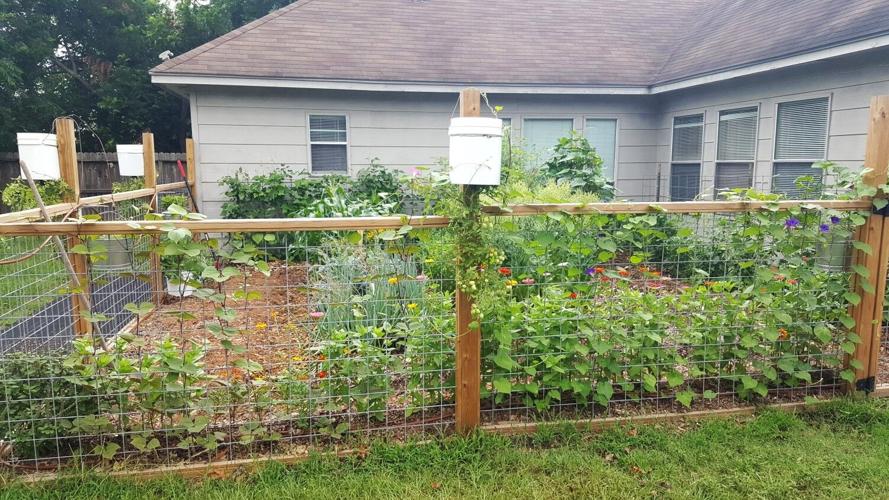 SKIP RICHTER: Sage guidance for gardening results | Brazos Everyday living 3 Garden in full sun