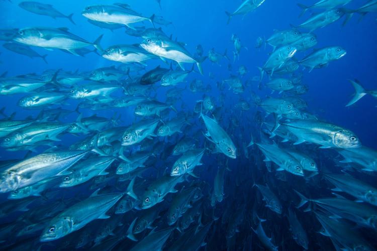 Researchers discover extraordinary immune gene diversity in Atlantic herring