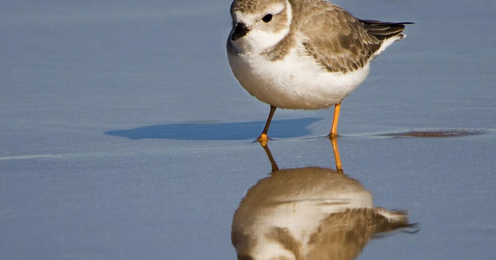 NATURE NOTES: The Comings and Goings of Migration