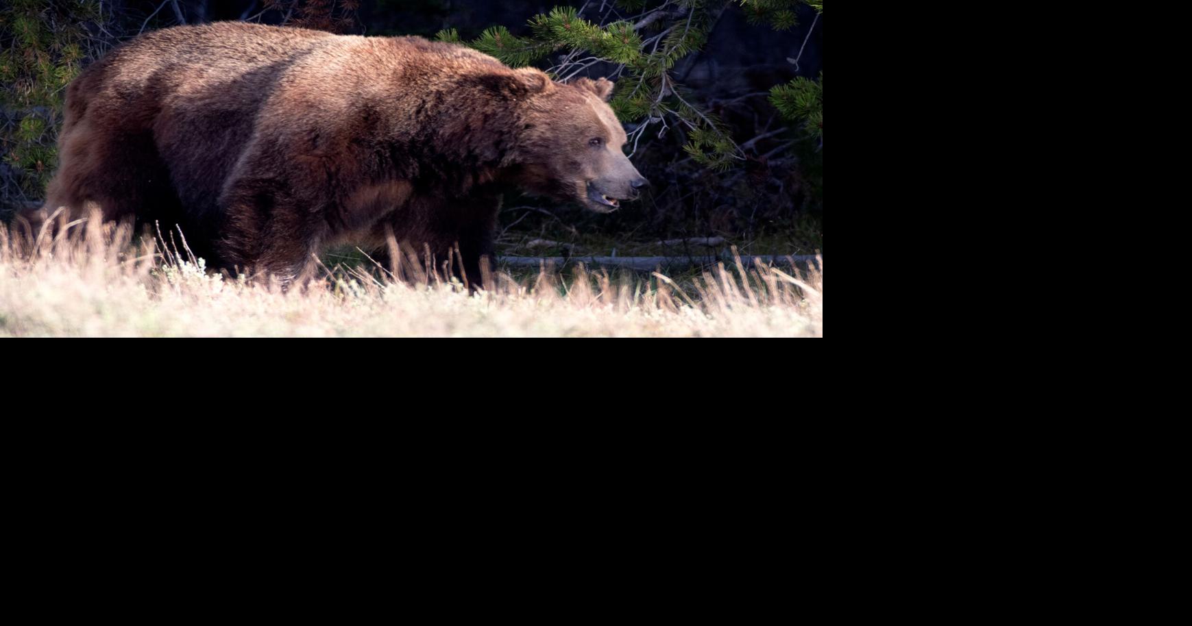 NATURE NOTES: Jaguars and Wolves and Bears, Oh My! Extirpated Predators of Texas By Katherine Underwood Gulf Coast Bird Observatory Aug 1, 2026 5 mins ago