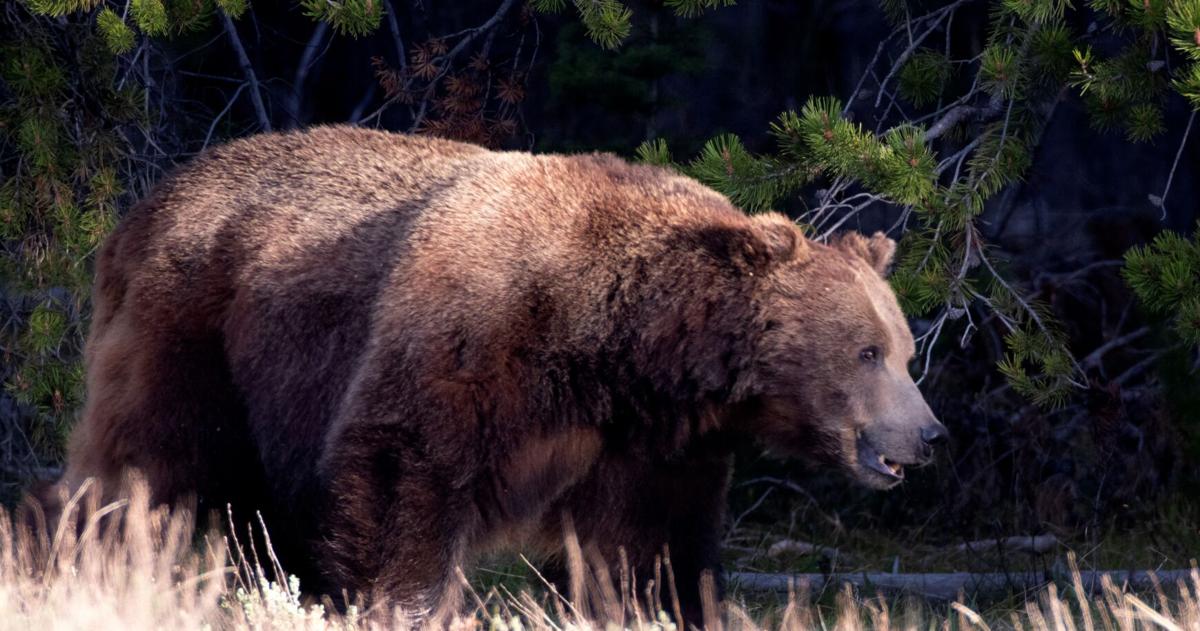 NATURE NOTES: Jaguars and Wolves and Bears, Oh My! Extirpated Predators of Texas By Katherine Underwood Gulf Coast Bird Observatory Aug 1, 2026 5 mins ago