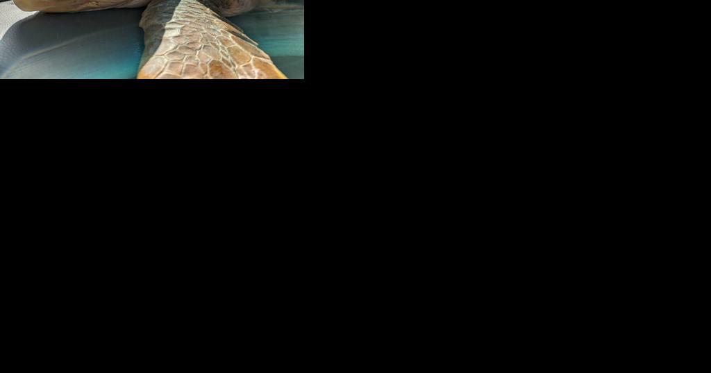 Loggerhead rescued from Quintana Beach - Vimarsana News