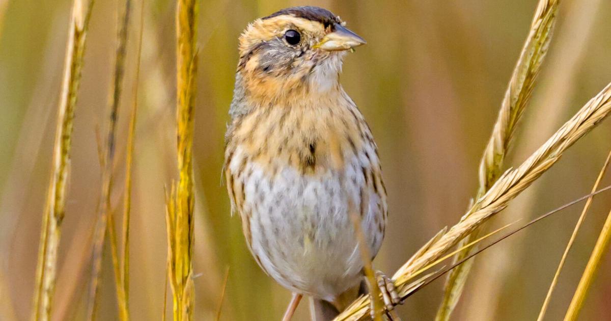 Rallen NATURE NOTES: Hidden Bird Life in the Coastal Marshes | Columns ...